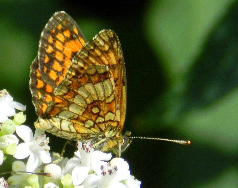 Melitaea athalia?